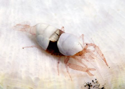 Commensal Shrimp on soft coral sponge (whats my name?) Ta... by David Henshaw 